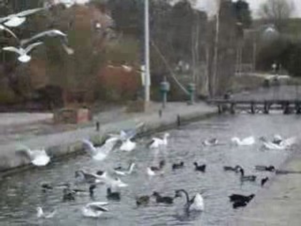 Canards à Ronquières