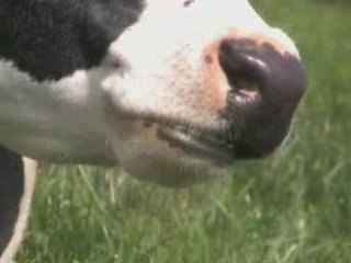 Ruminations...un  moment zen... QArchive de la ferme de la moinerie