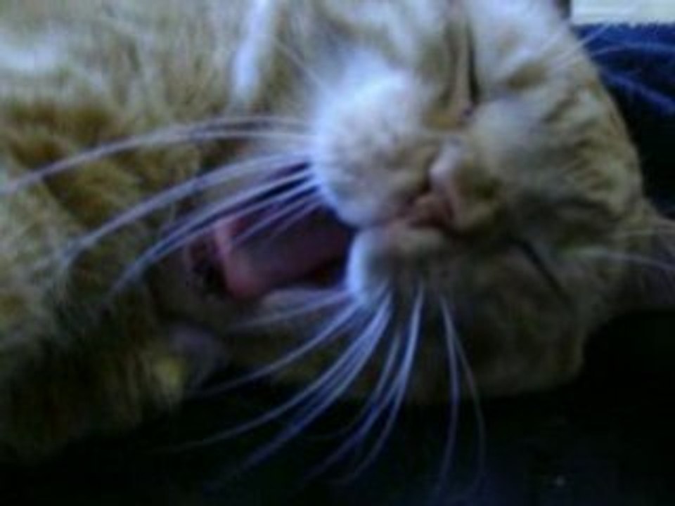 mes chats fatigués