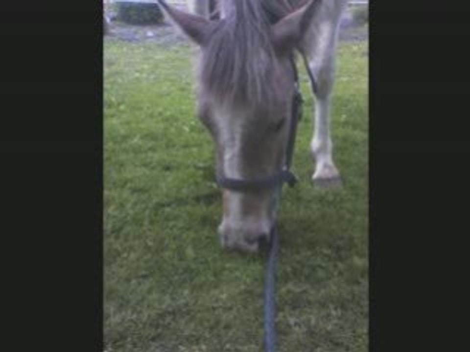 Vidéo de Pivoine et Fleur esa