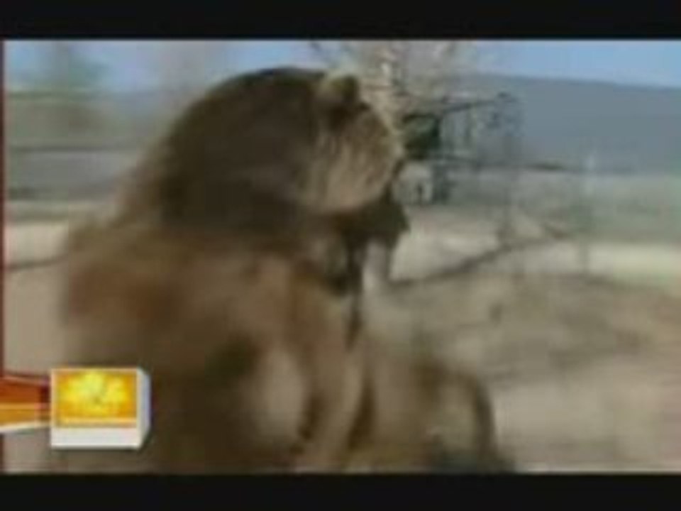 Rare ours kodiak 700 kilo