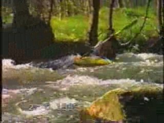 Próchno w kajaku , rzeka Morawa  Czechy maj 1995