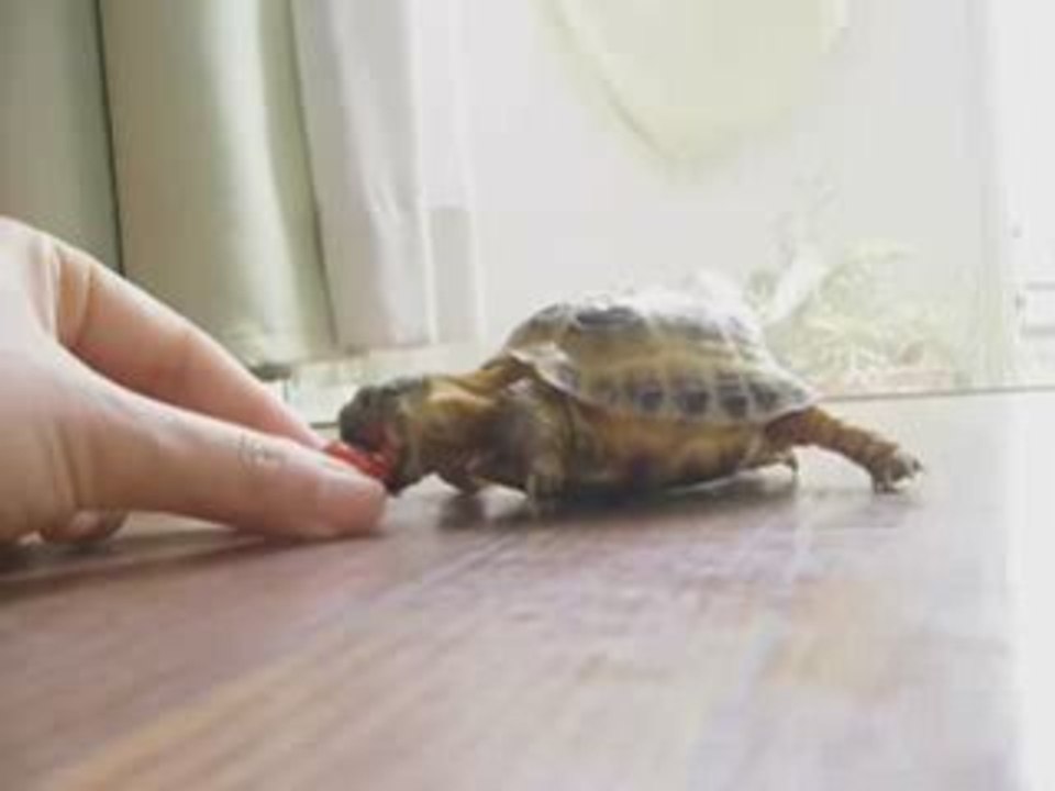 Turtle-vs-tomato