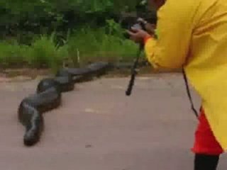 Anaconda ferma il traffico!
