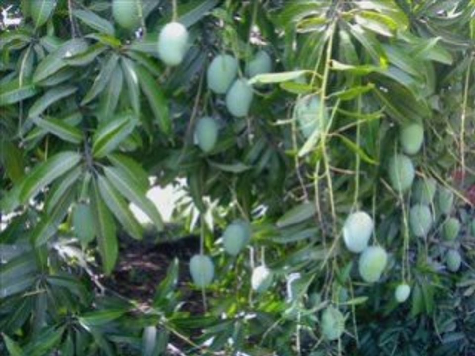 Fresh Mango from India