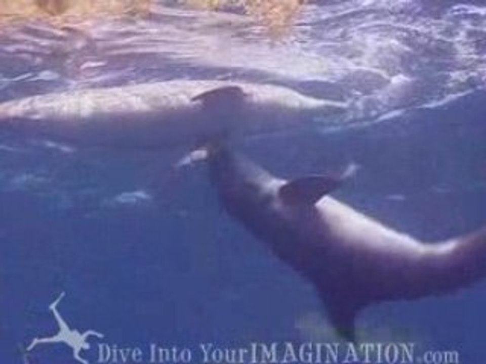 Bottle Nosed Dolphins