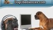 Boxer Dogs - Dog Breed Boxer