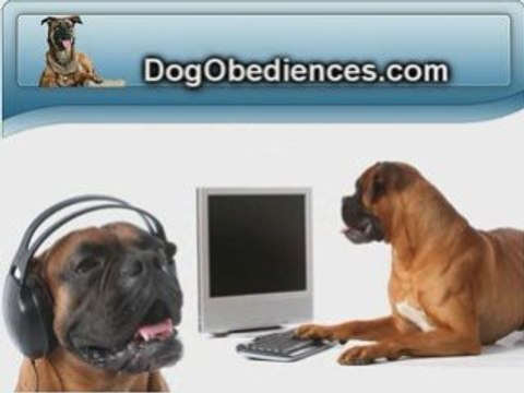 Boxer Dogs - Dog Breed Boxer