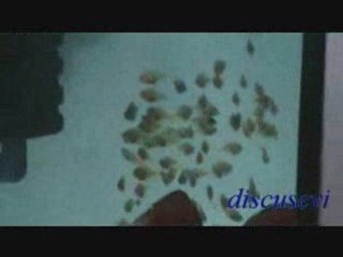 Melon Yavruları 12 Günlük ( discusevi )