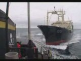 Japanese whalers kill whale and ram Sea Shepherd twice6-2-09