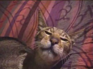 Chat qui parle : Casse toi pov con!