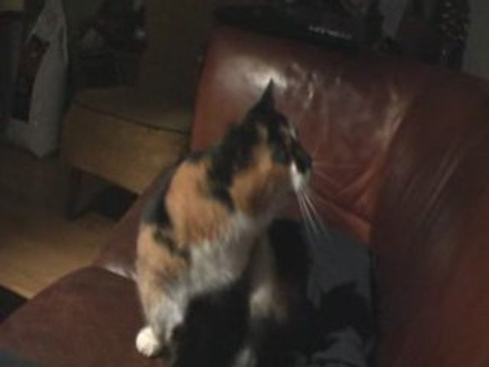 Chilli fights her own tail