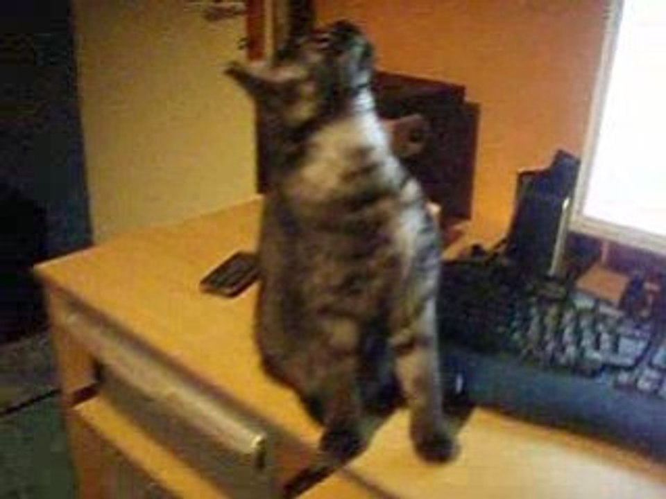 mon chat qui fait miaou.