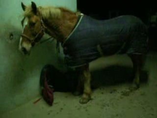 Pacha jambette gratte