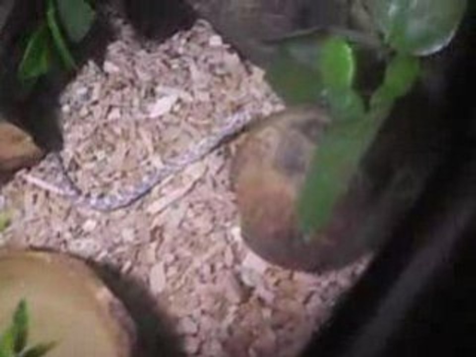 zig-Zag se promene dans son terra