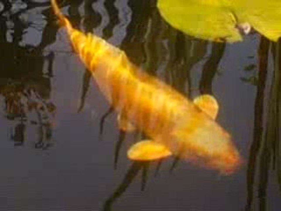 mon petit bassin en 2008