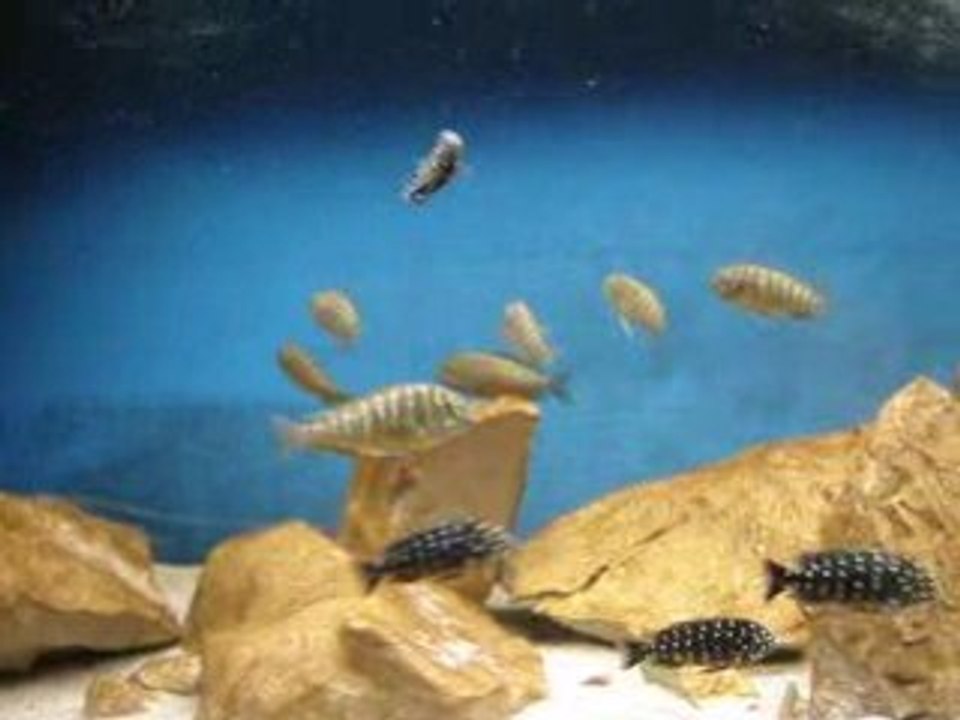 Videos tropheus 001