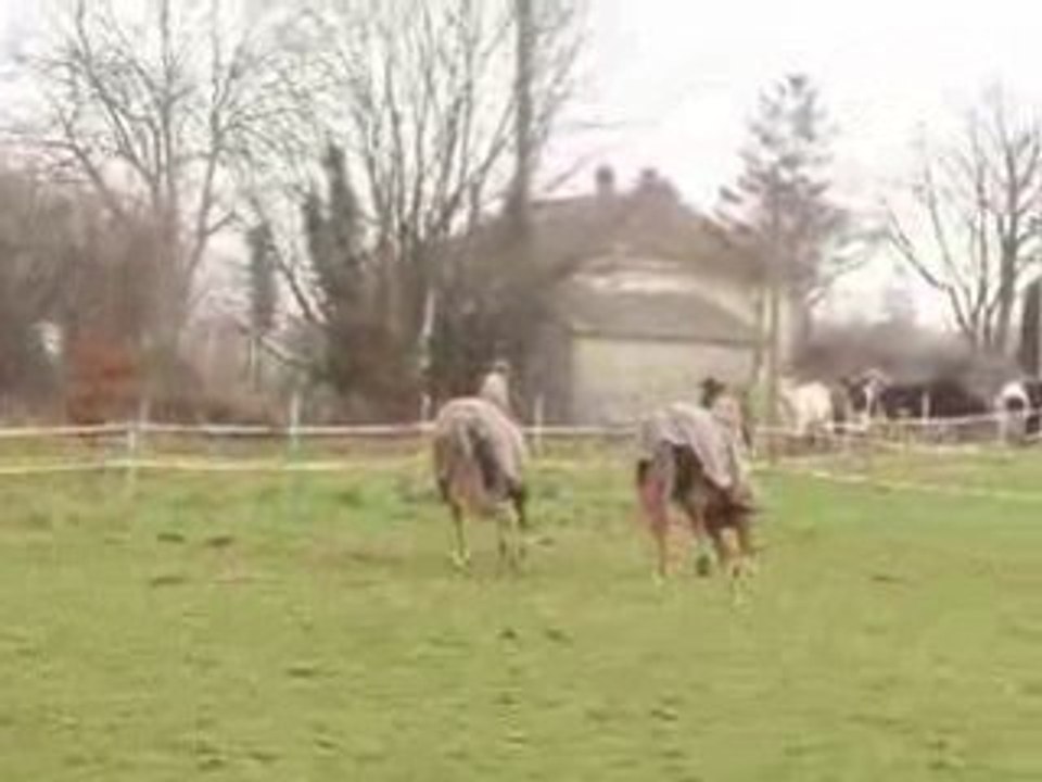 Galop