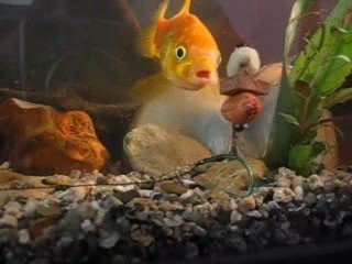 bouillette équilibrée pop ups maco capa