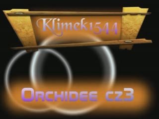 Orchidee dla Pań na Walentynki