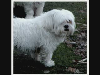 " C'est ta grosse ! " hi hi hi miss gladys ma bichonnette