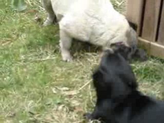 Greta playing  with Kelly in garden