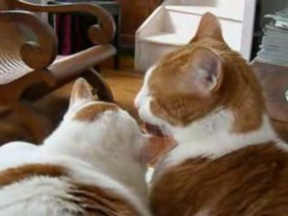 Toilettage