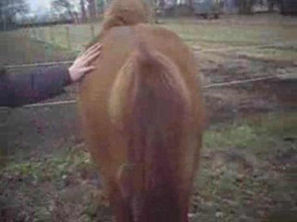 Pferdchen lauf nicht weg bitte!!