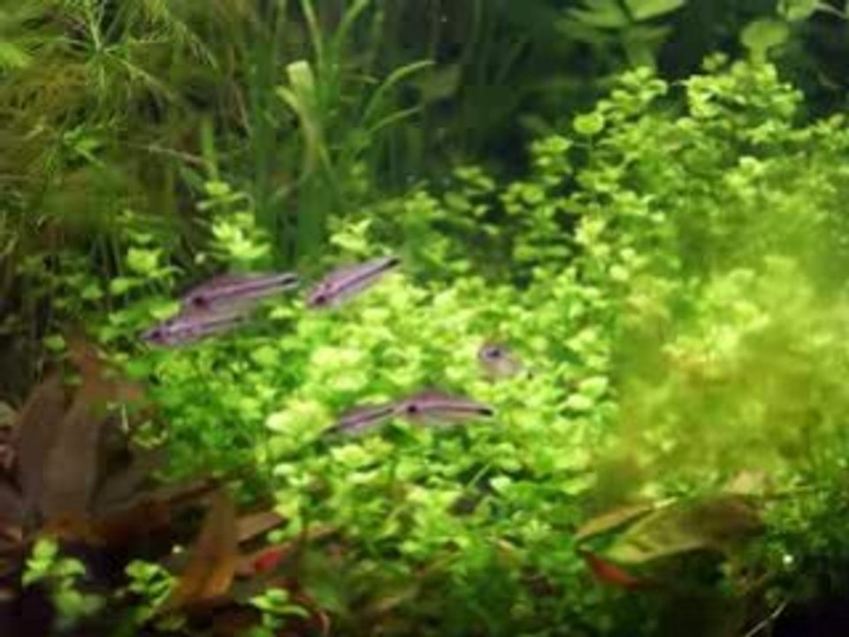 corydoras pygmaeus