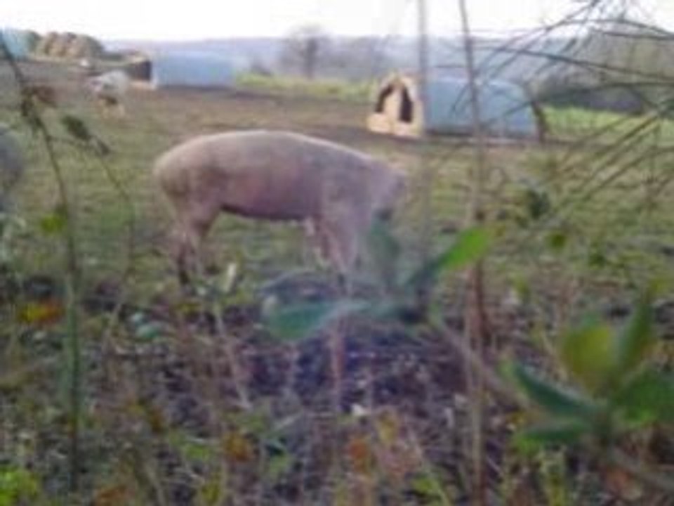 Ils sont fous ces cochons!!!