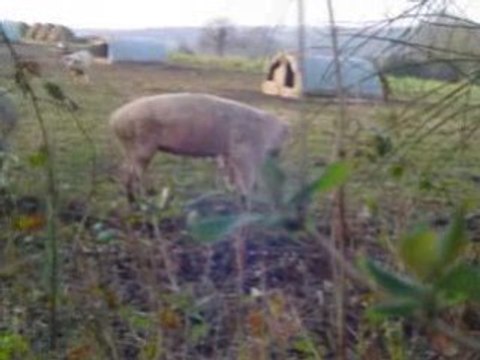 Ils sont fous ces cochons!!!