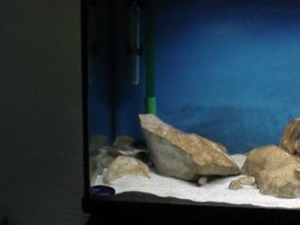 Video tropheus 3