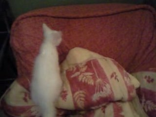 Dino et les furettes