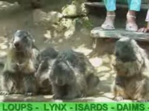 La colline aux Marmottes