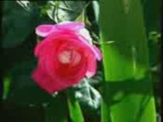 SEDAT UÇAN - Medinenin Yollarina