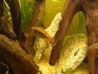 Archocentrus Multispinosus f2 repro