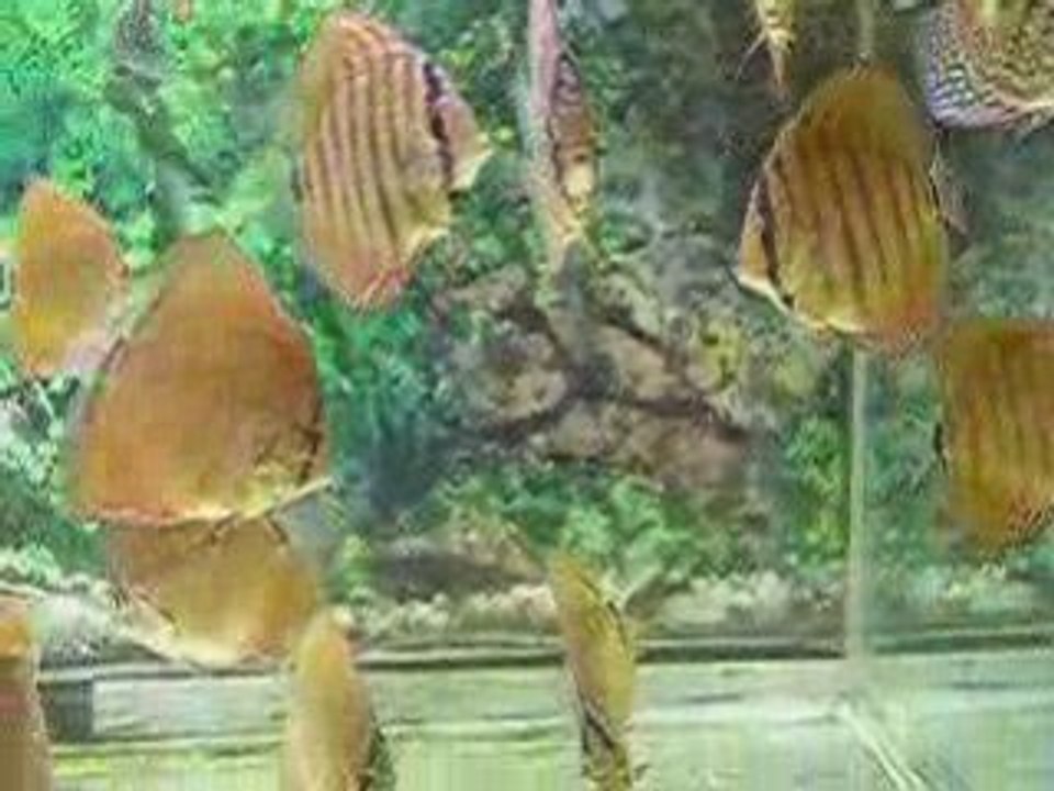 Discus 4 mois et demi (1)