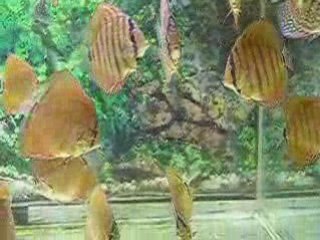 Discus 4 mois et demi (1)