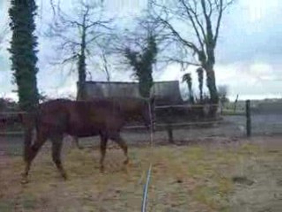 rotary - séance de longe 07.02.09 - 2