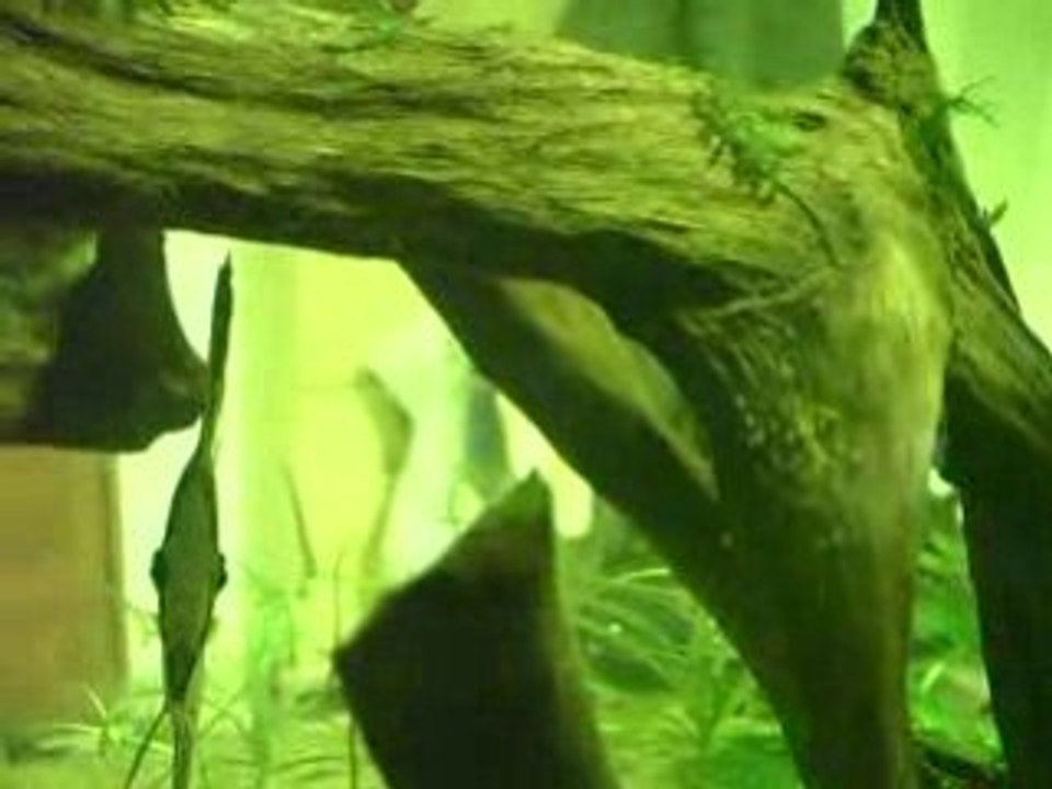 Garde de ponte manacapuru