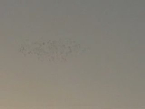 şanlıurfa güvercin karışması 3 guvercinurfa.com