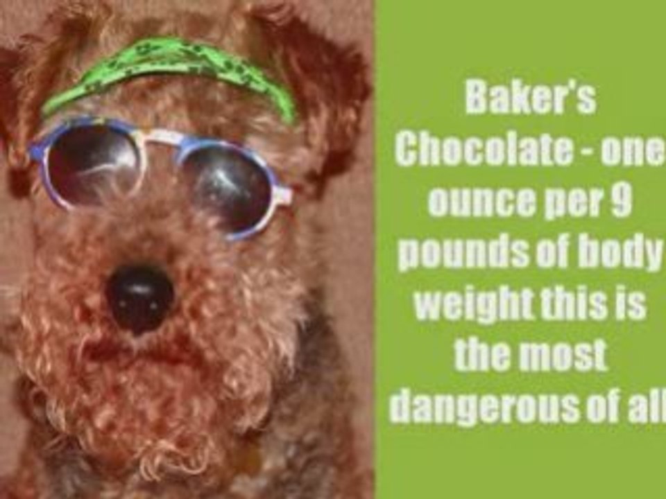 pet training and dog behavior