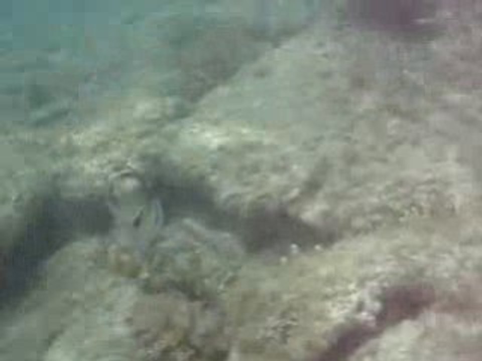 balisto picasso au phare amédée