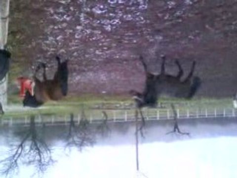 Les Poneys au galop . (( désolé la vidéo est à l'envers ))