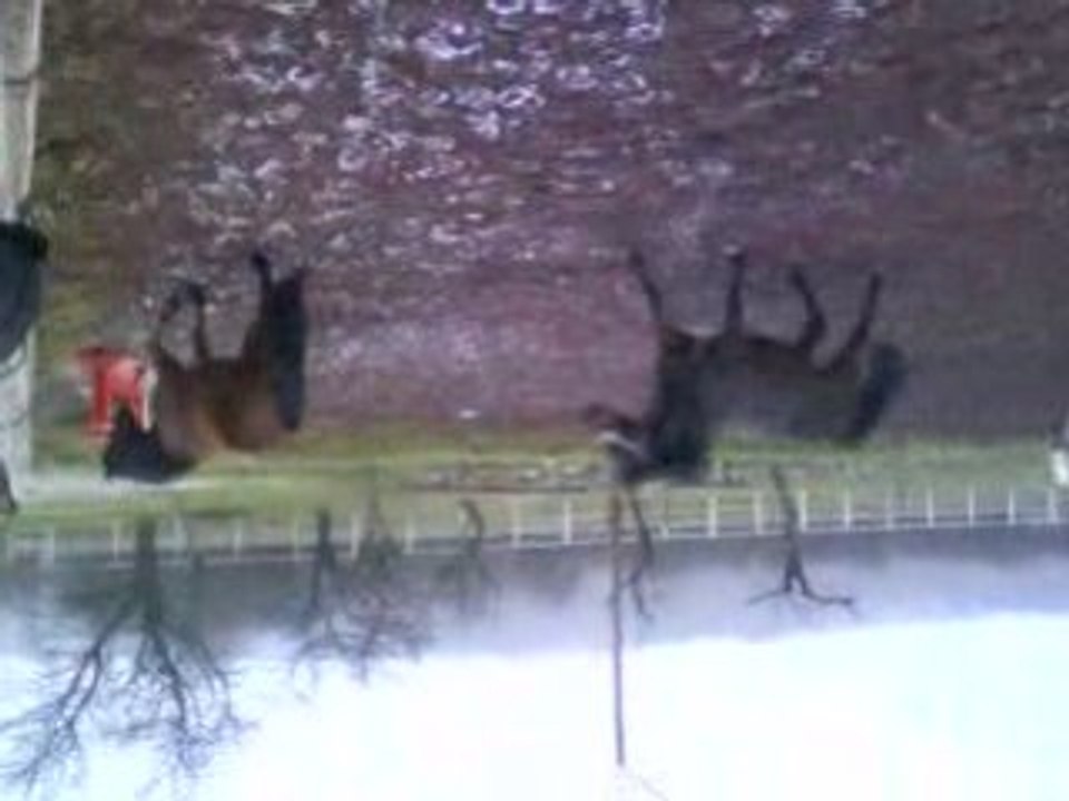 Les Poneys au galop . (( désolé la vidéo est à l'envers ))