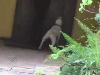 How To Deal With Dog Behavioral Problems The Easy Way
