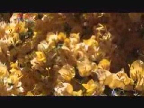 BESSA/SOLO ISAKY (DOX/BESSA)