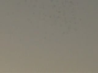 şanlıurfa güvercin karışması 6  www.guvercinurfa.com