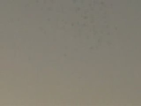 şanlıurfa güvercin karışması 6 guvercinurfa.com