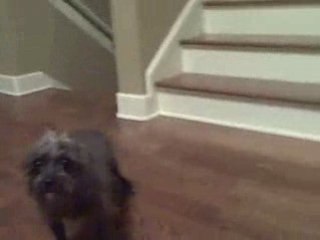 Perry Belcher has an Ugly Dog!